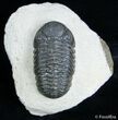 Detailed Phacops Speculator Trilobite - Great Eyes #3123-3
